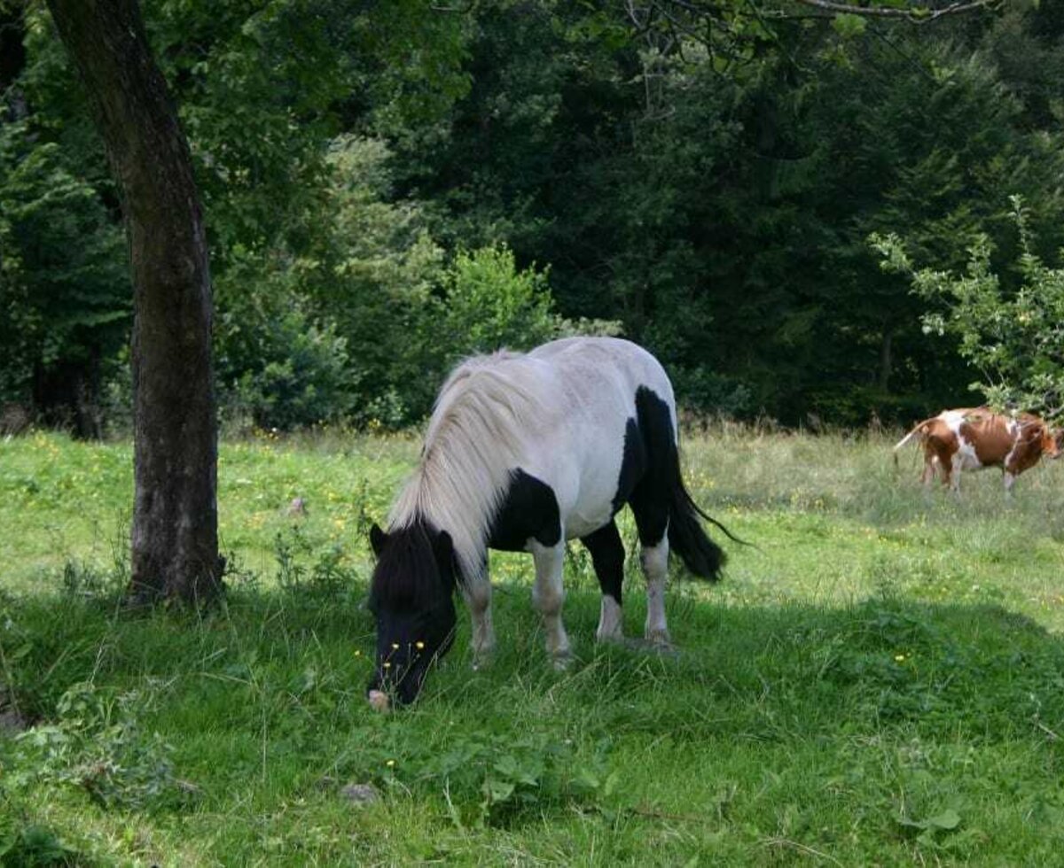 Flecki and the cows