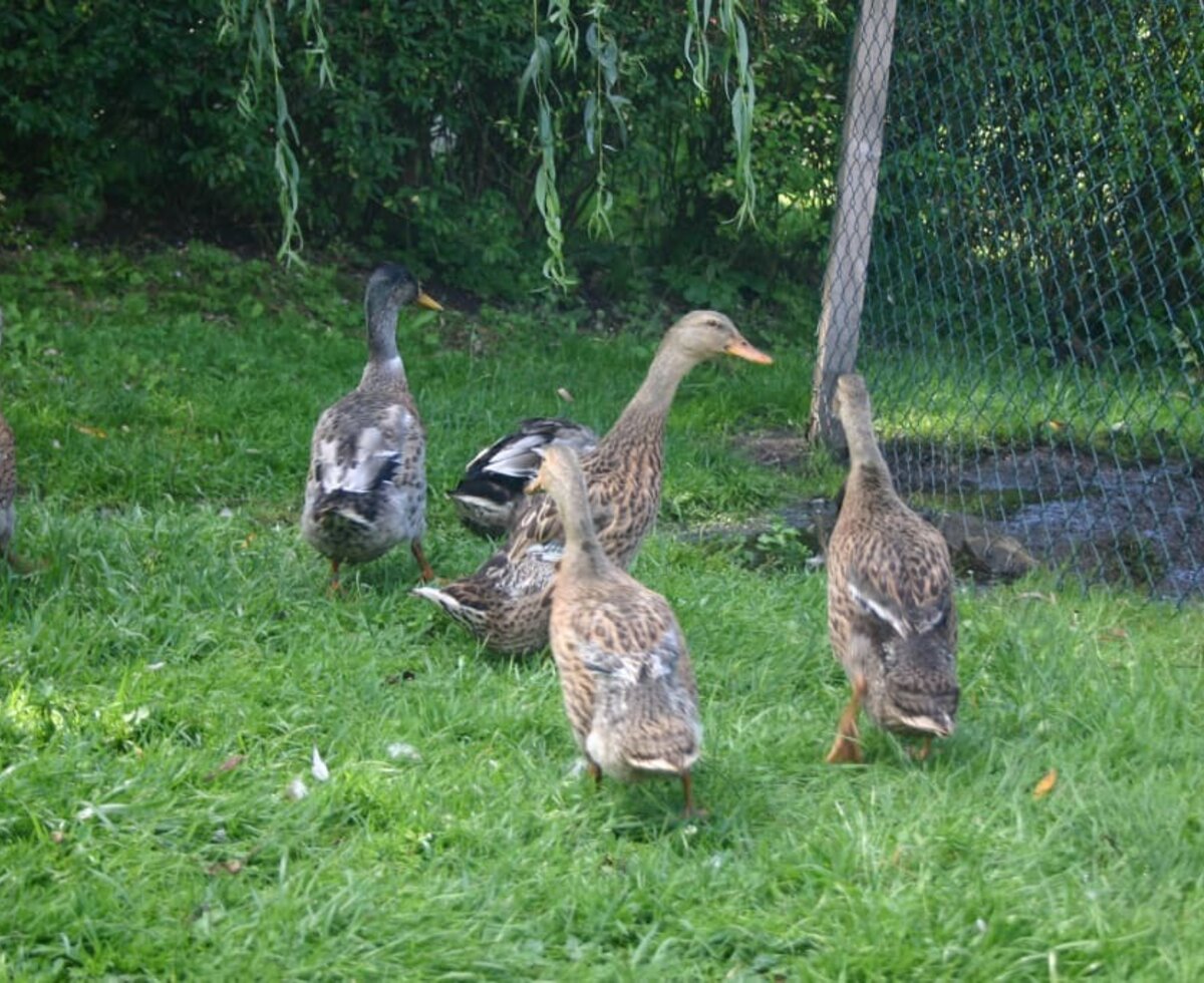 Our ducks