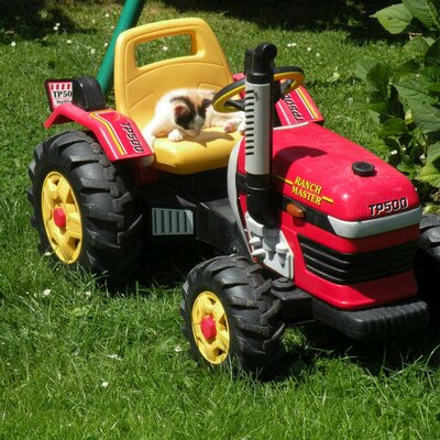 Kitten on tractor