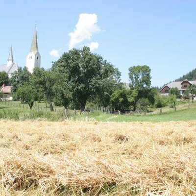 Our cornfield