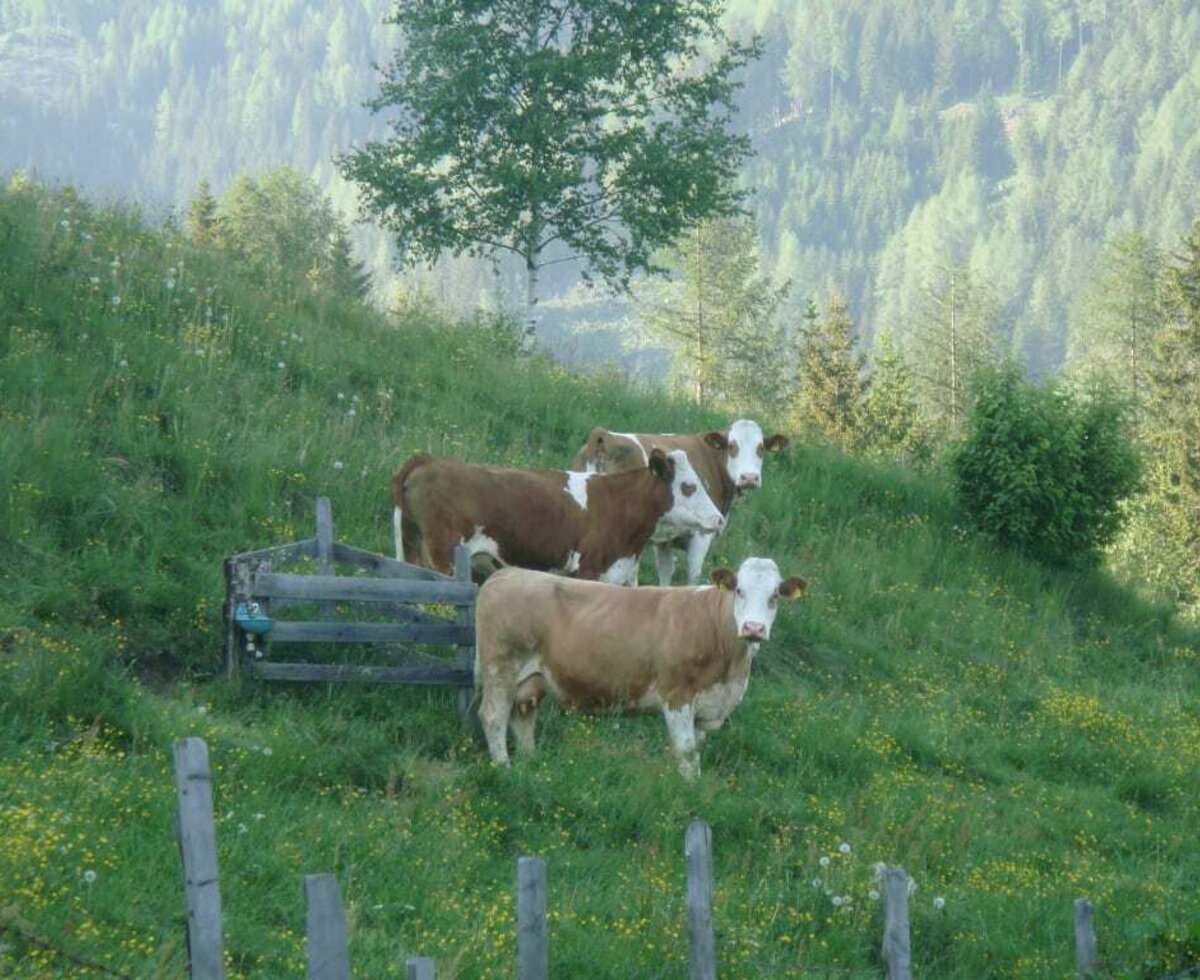 Cows