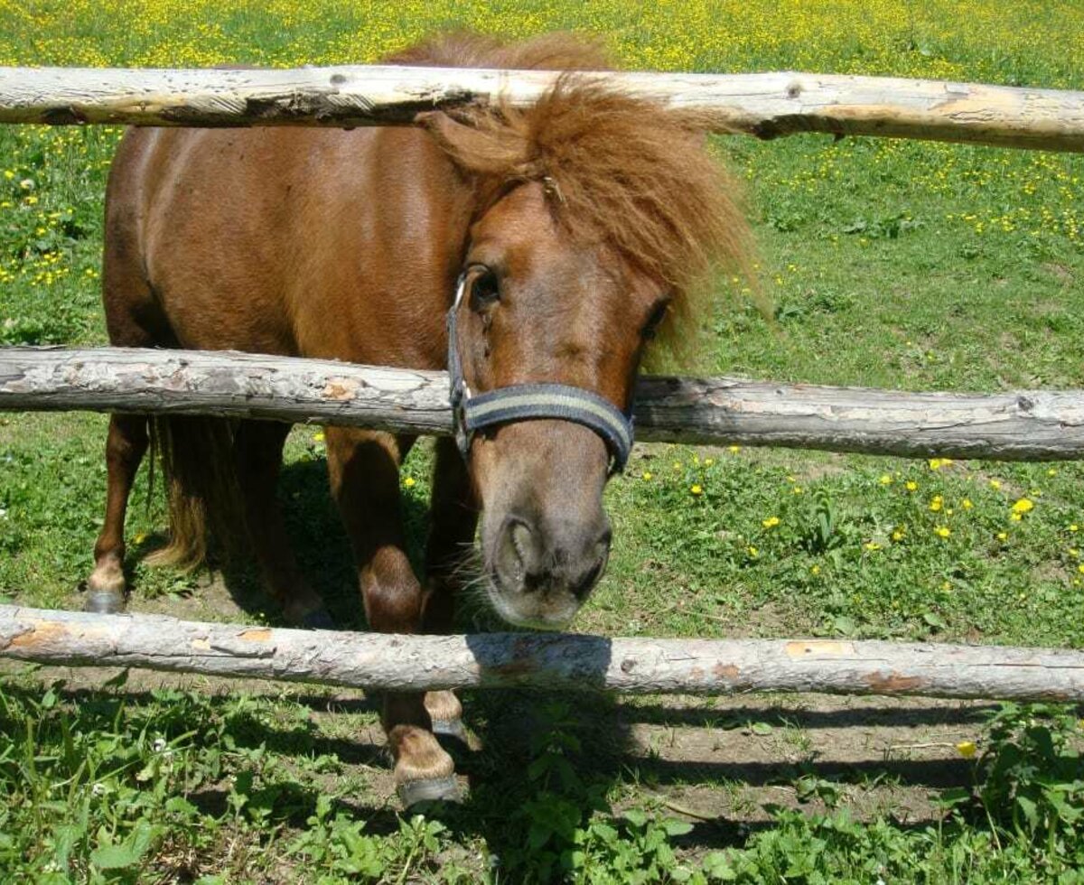 Miniature horse