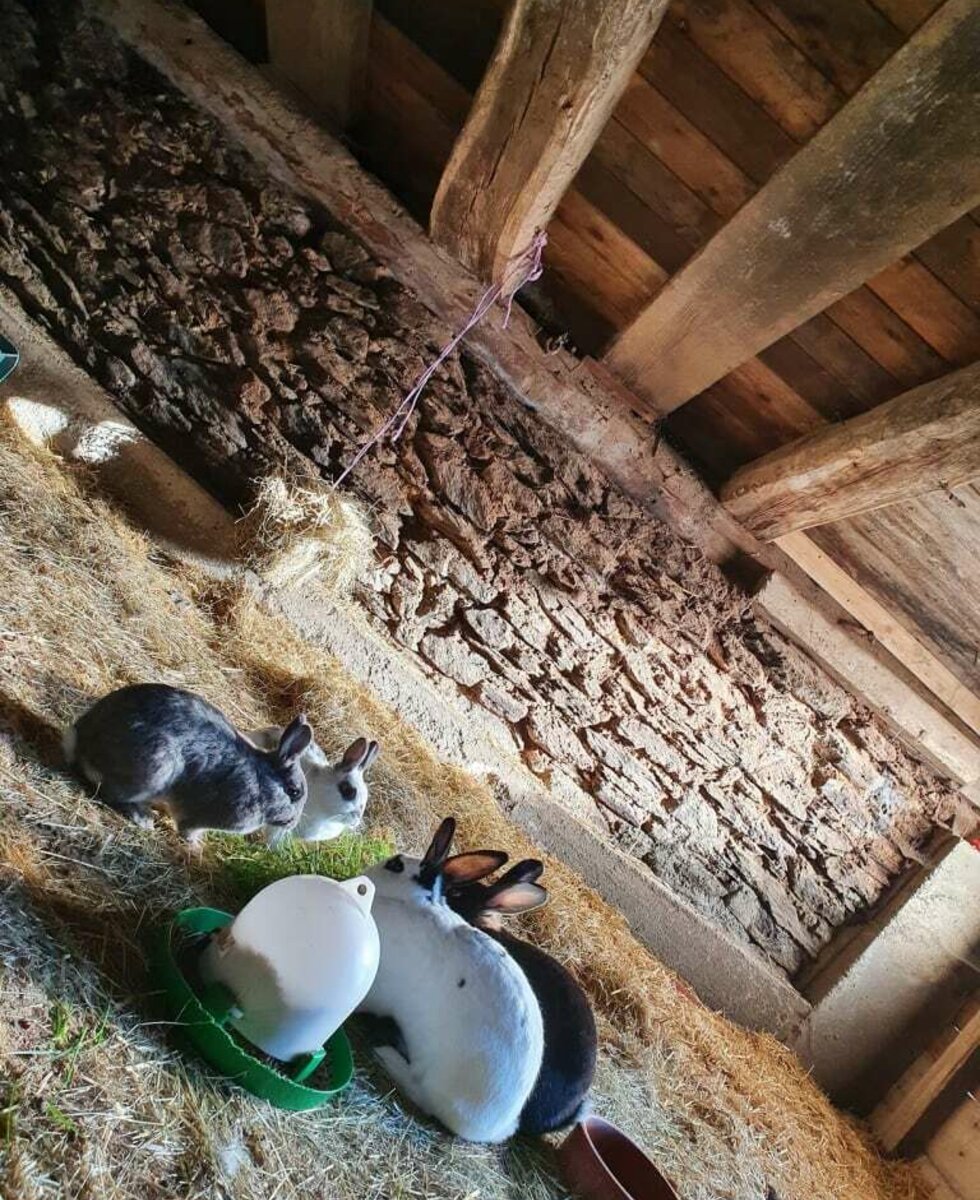 Rabbit stable