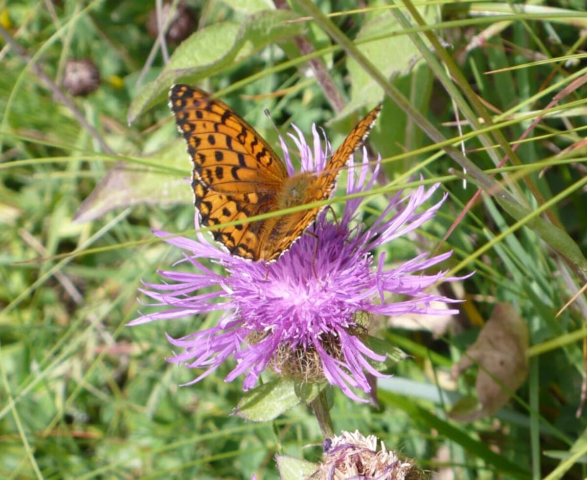 Butterflies on the wayside