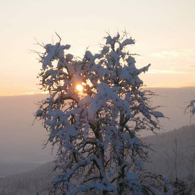 Pear tree in winter sunrise