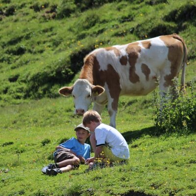 Alpine pasture hike - watch the milking