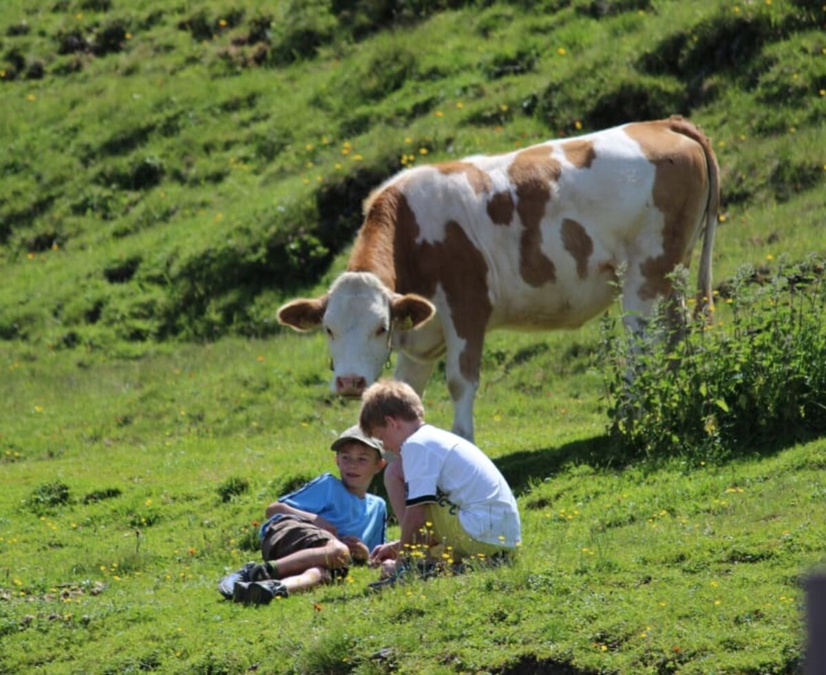 Alpine pasture hike - watch the milking