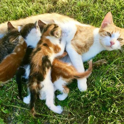 cat mummy with her babies