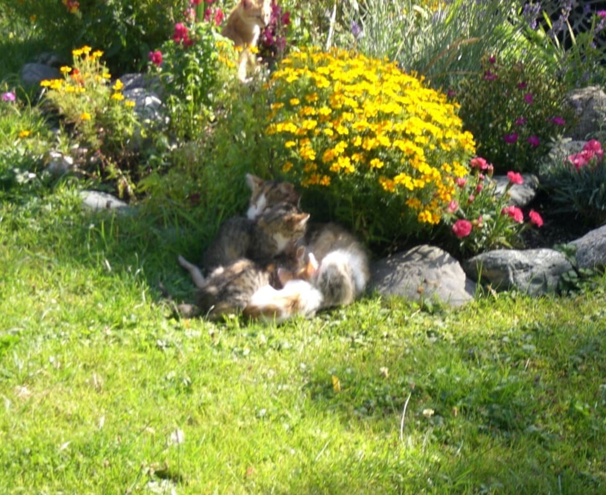 The little kittens love the flowers