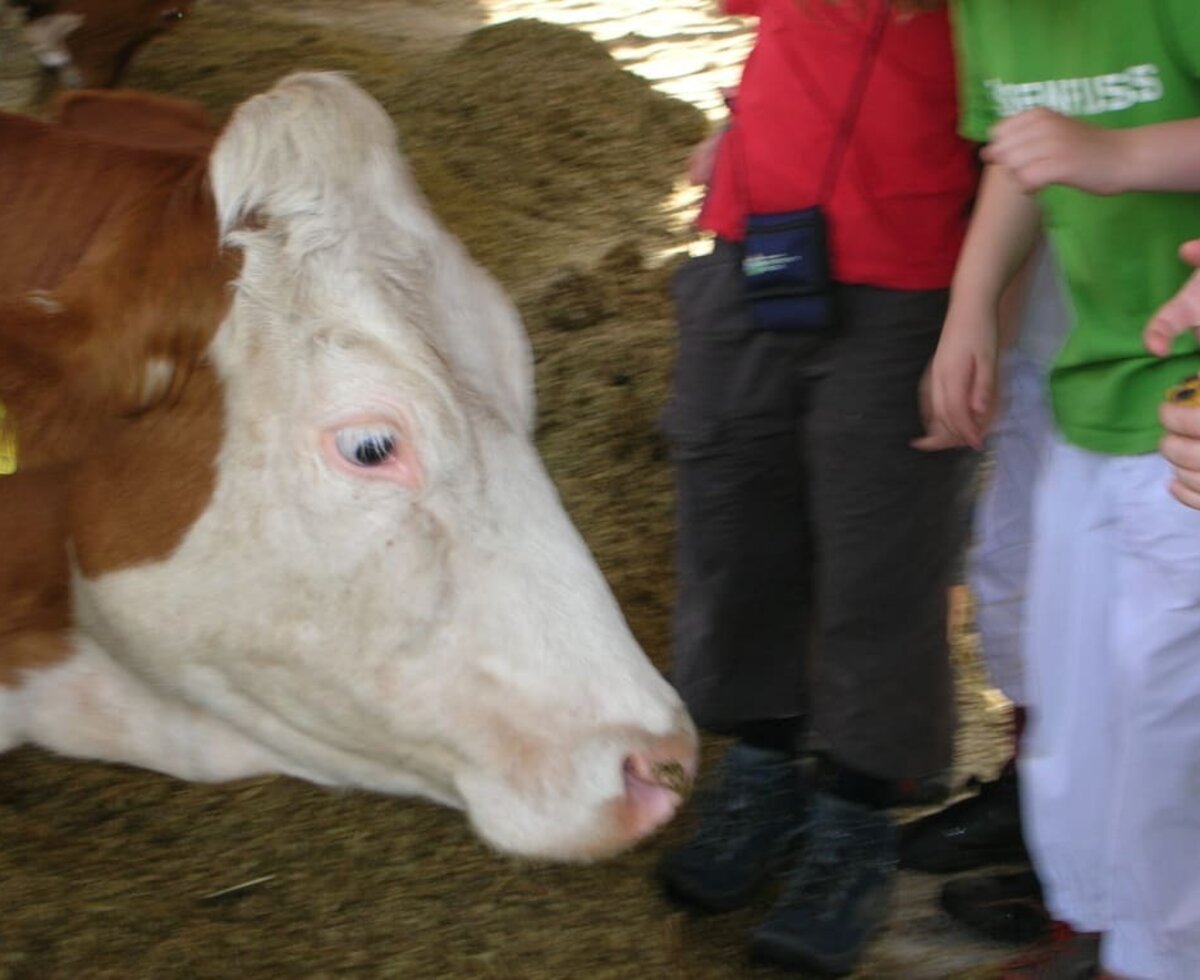 cow