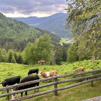 you can watch the cows from the balcony