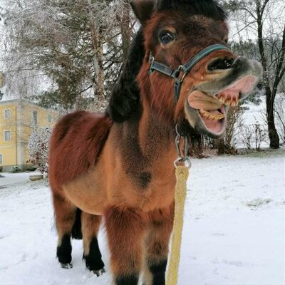 snow, shoveling snow, cat, animals, smile, winter, help, funny, fun in the snow, cold, horse, pony,