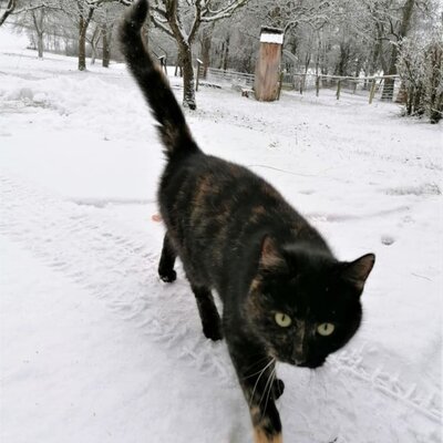 snow, shoveling snow, cat, animals, winter, help, funny, fun in the snow, cold