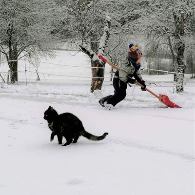 snow, shoveling snow, cat, animals, winter, help, funny, fun in the snow, cold