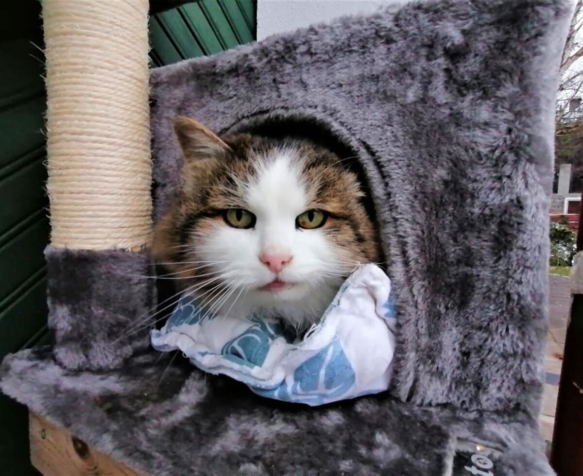 Cat, scratching post, cuddly, Angora cat, long-haired cat, farm, animals, cat, tabby cat,