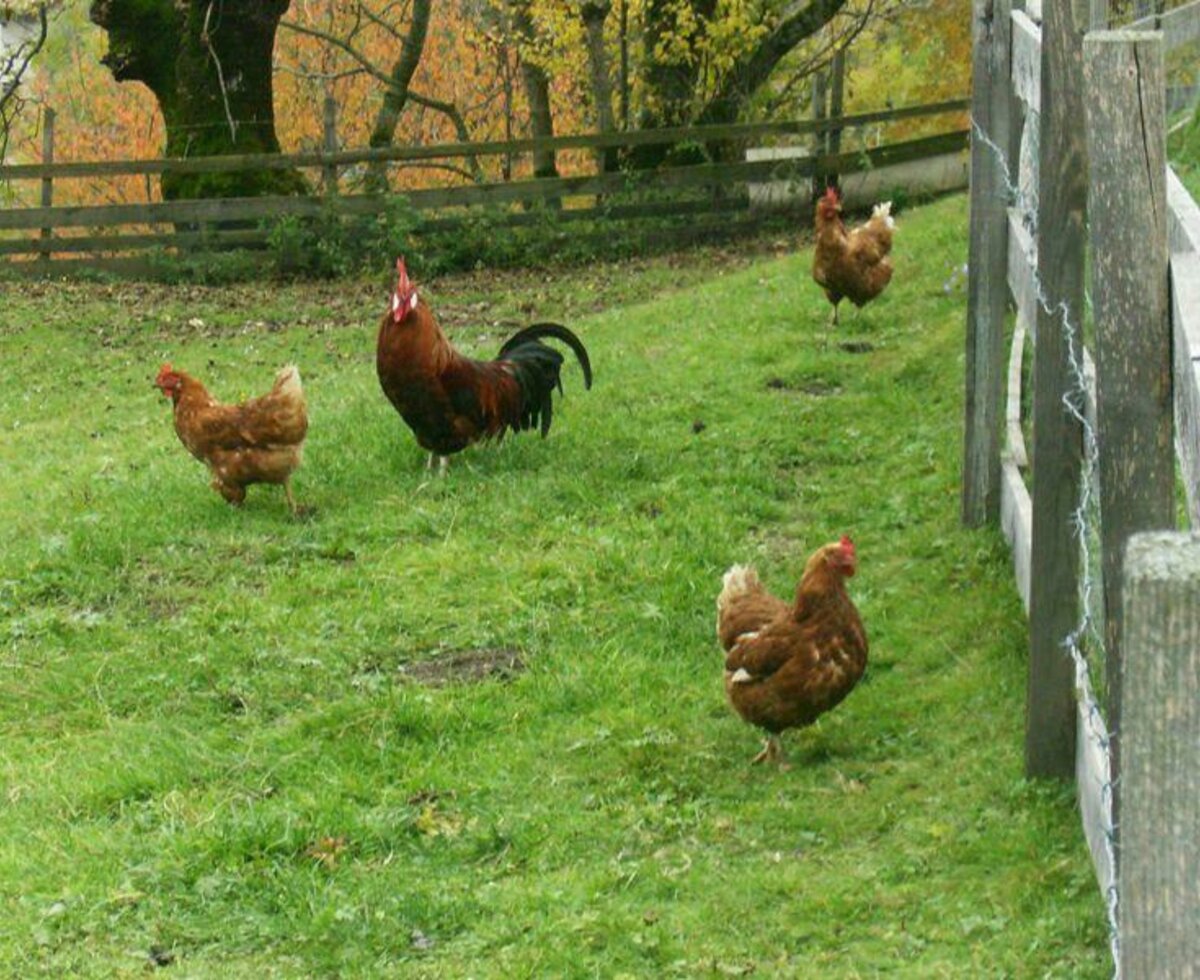 Happy hens