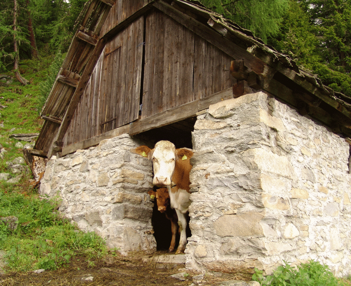 Cow Romi with calf