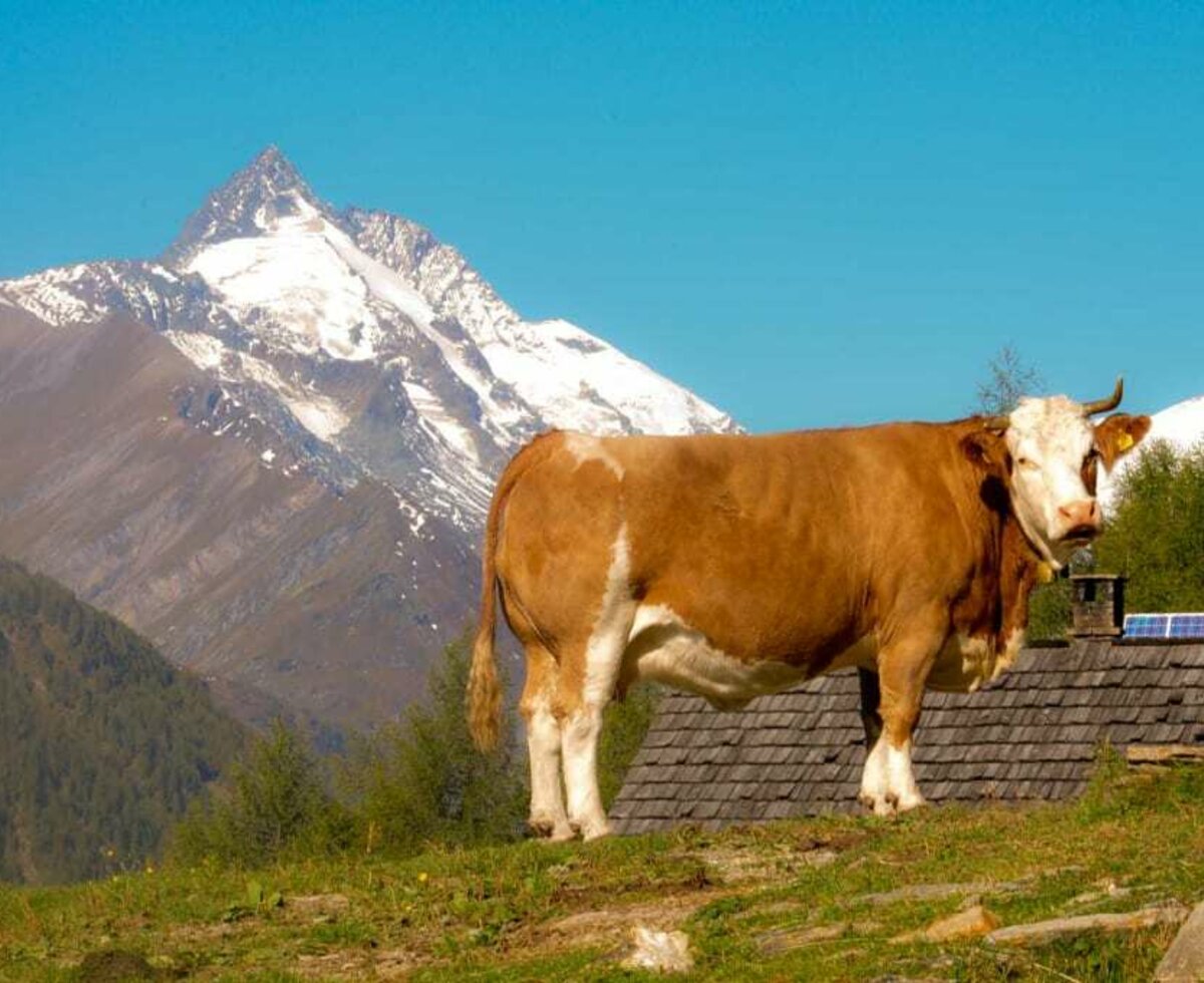 Großglockner and cow are also a part of it