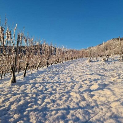 vineyard at winter