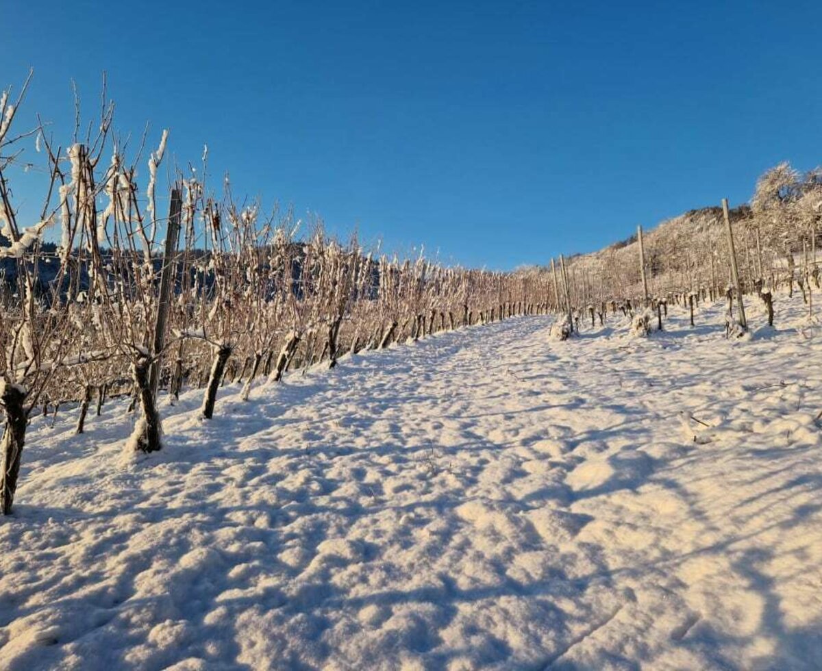 vineyard at winter