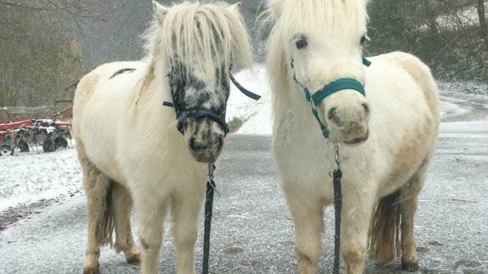 Ari and Mika in winter