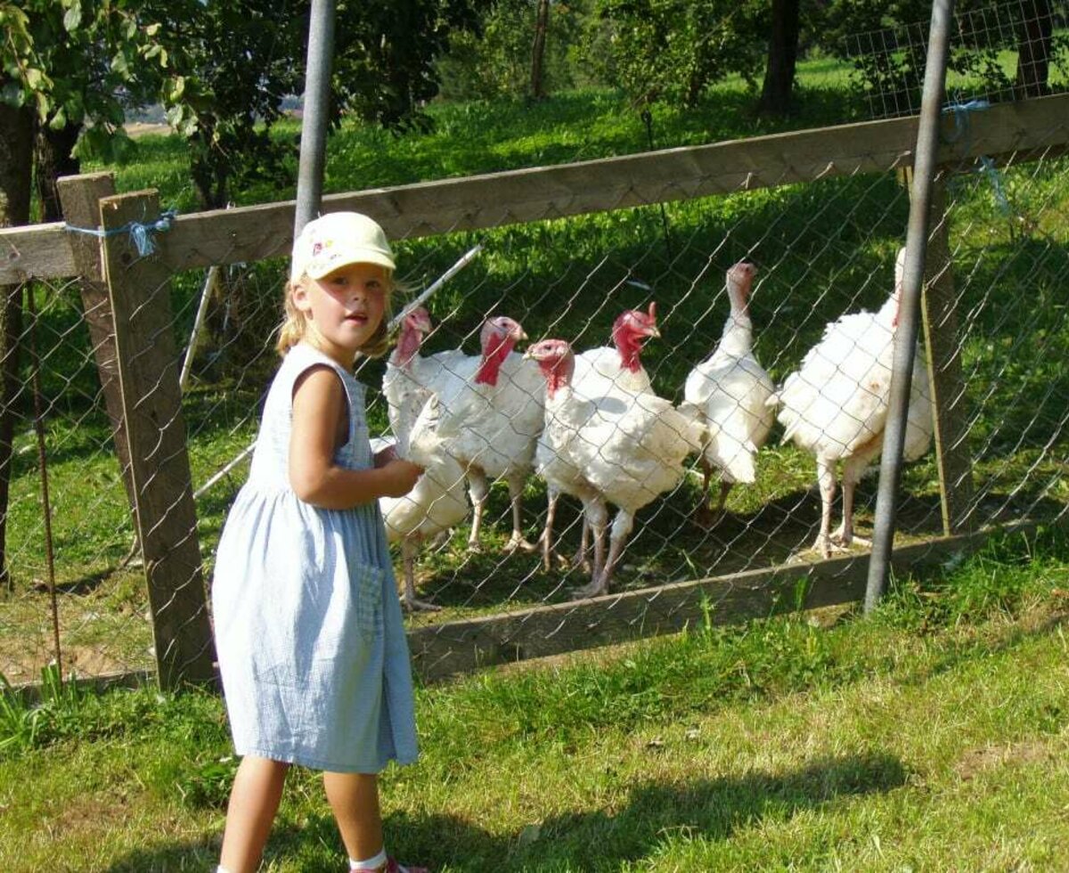 Turkeys in the garden