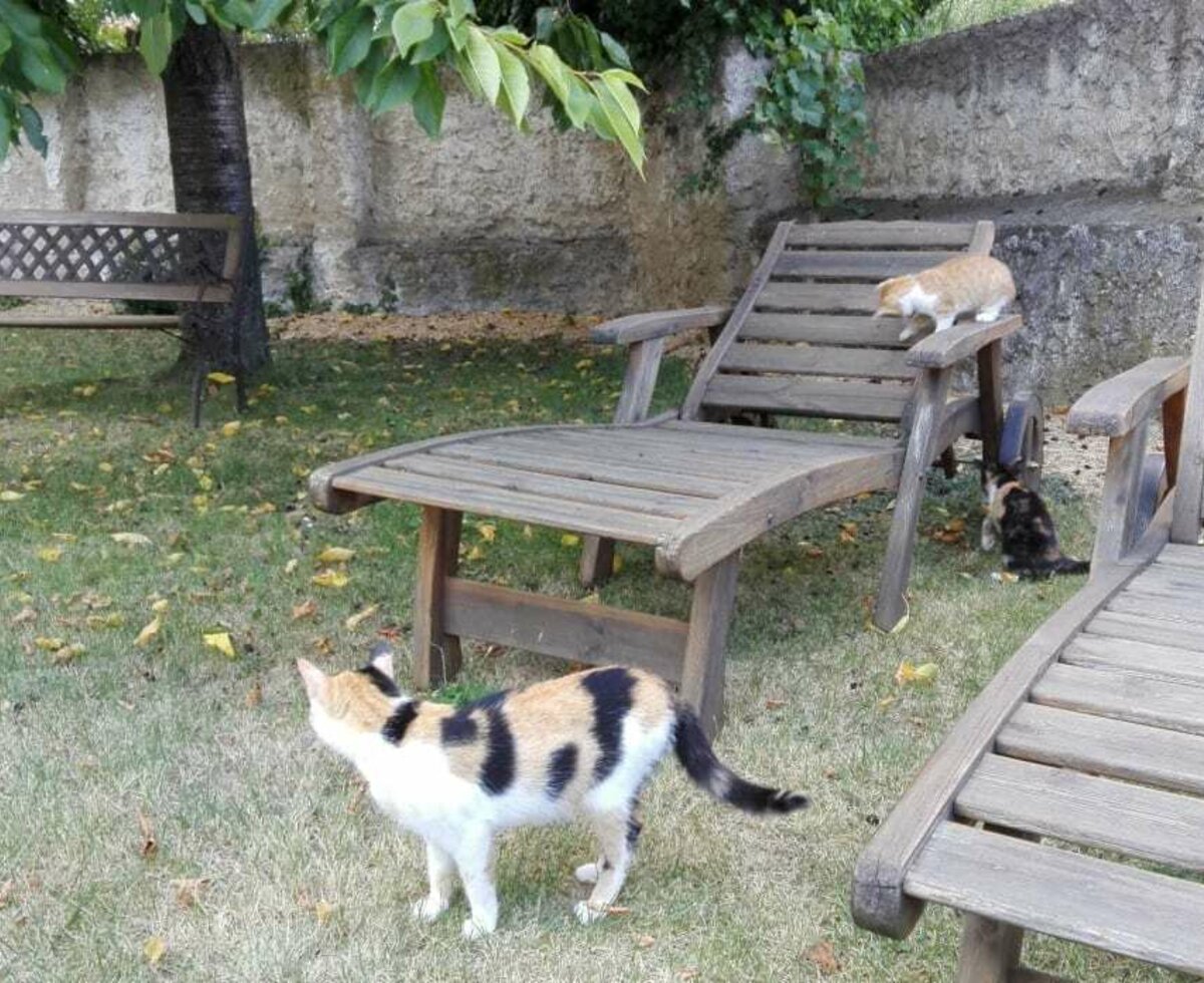 cats in the garden