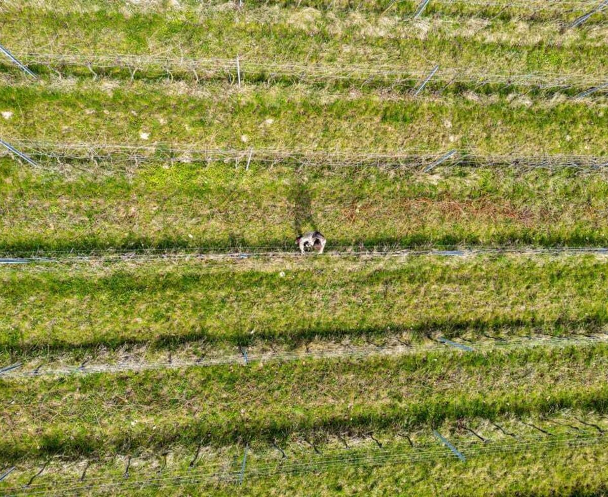 view flying over the vineyard in the winter