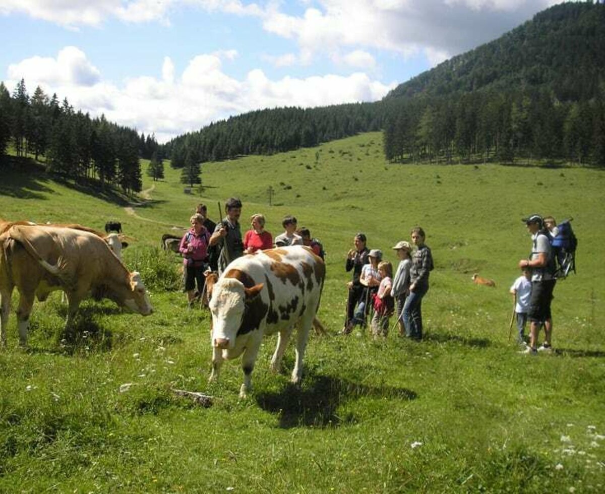 Breitenberg - on the Frieslingsalm pasture