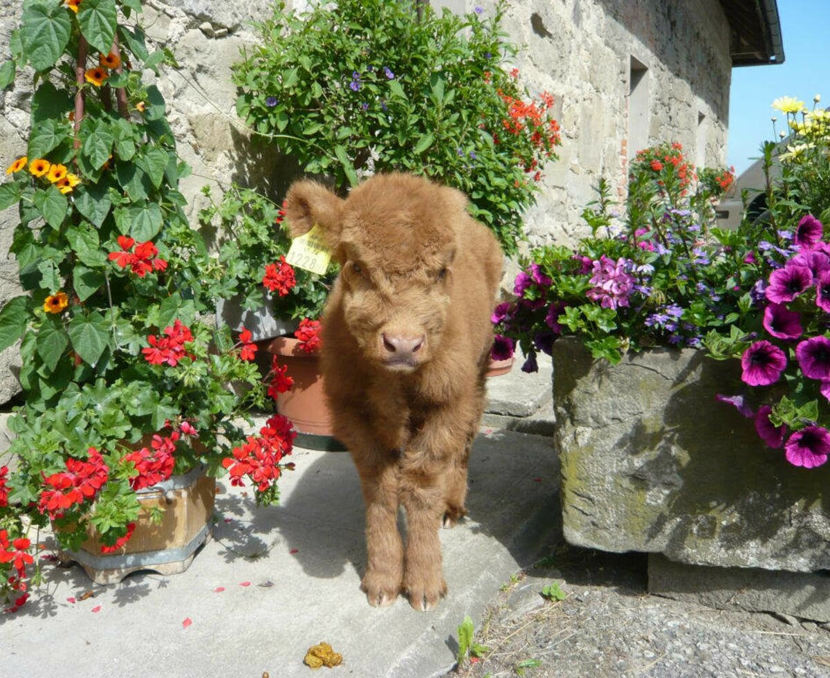 Highland cattle calf