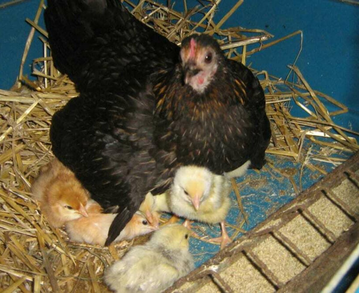 Mother hen with her chicks