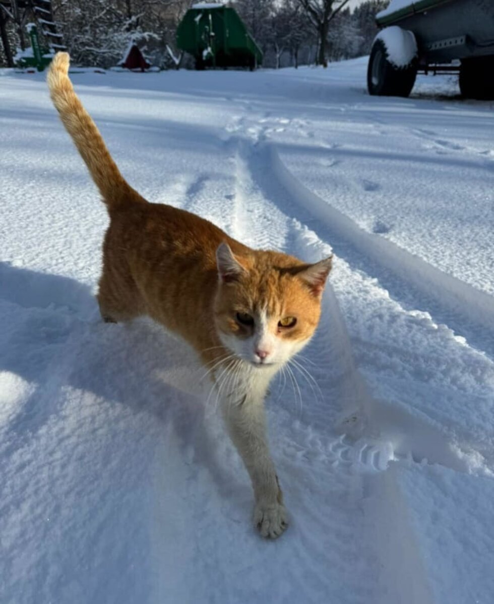 Cat in the snow 