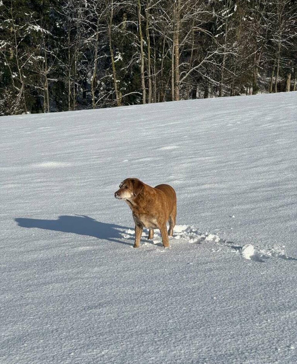 Our dog Leona in a winterwonderland