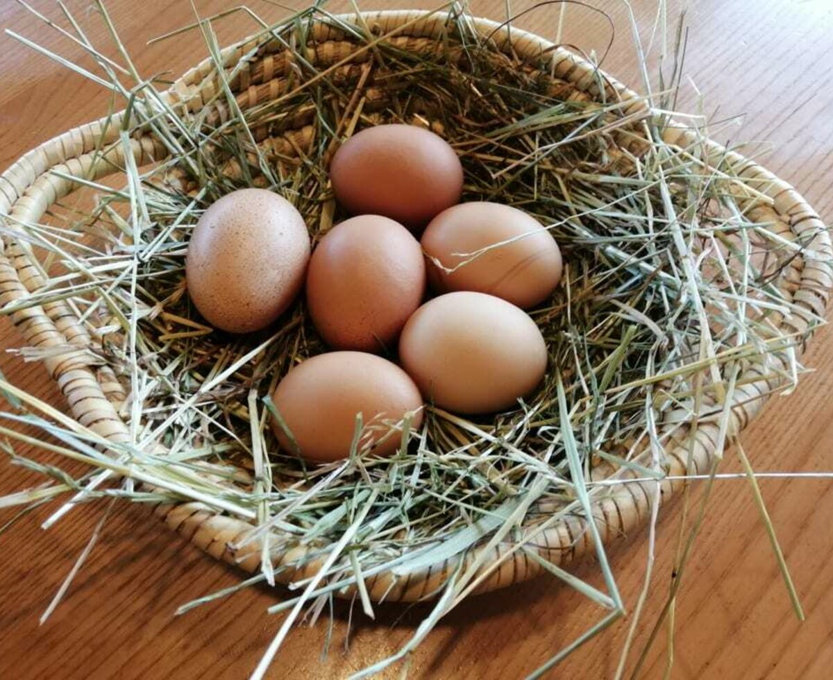 fresh eggs