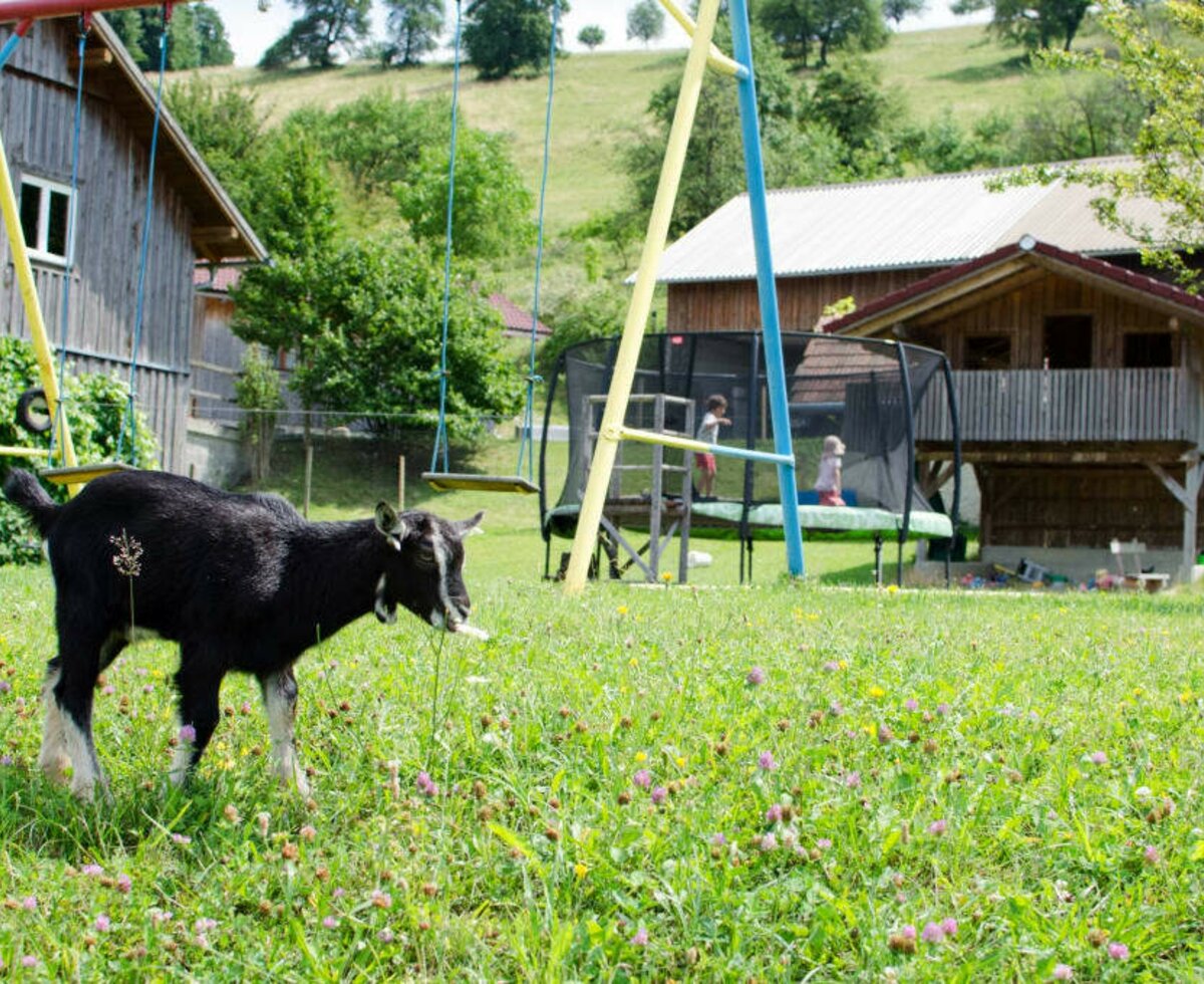 Out goat in front of the playground