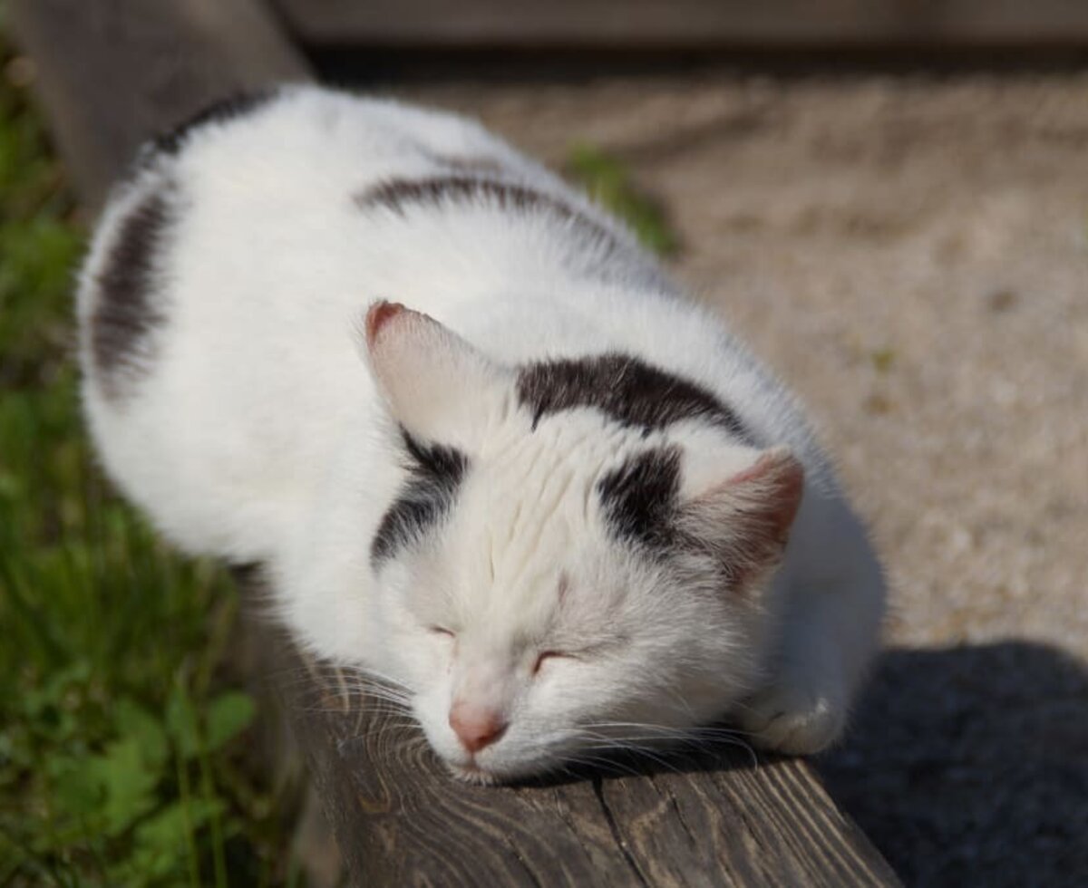 our cat called pünktchen