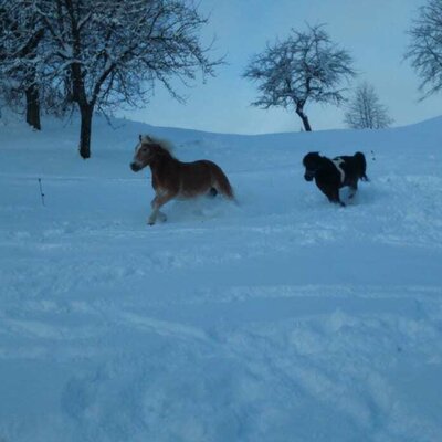 our horses at winter