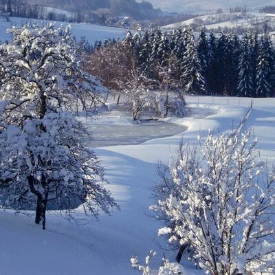 Fish ponds in winter