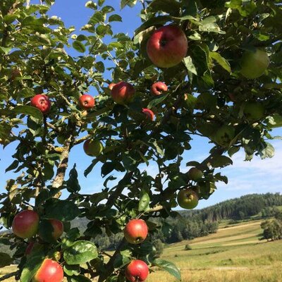 Apple harvest