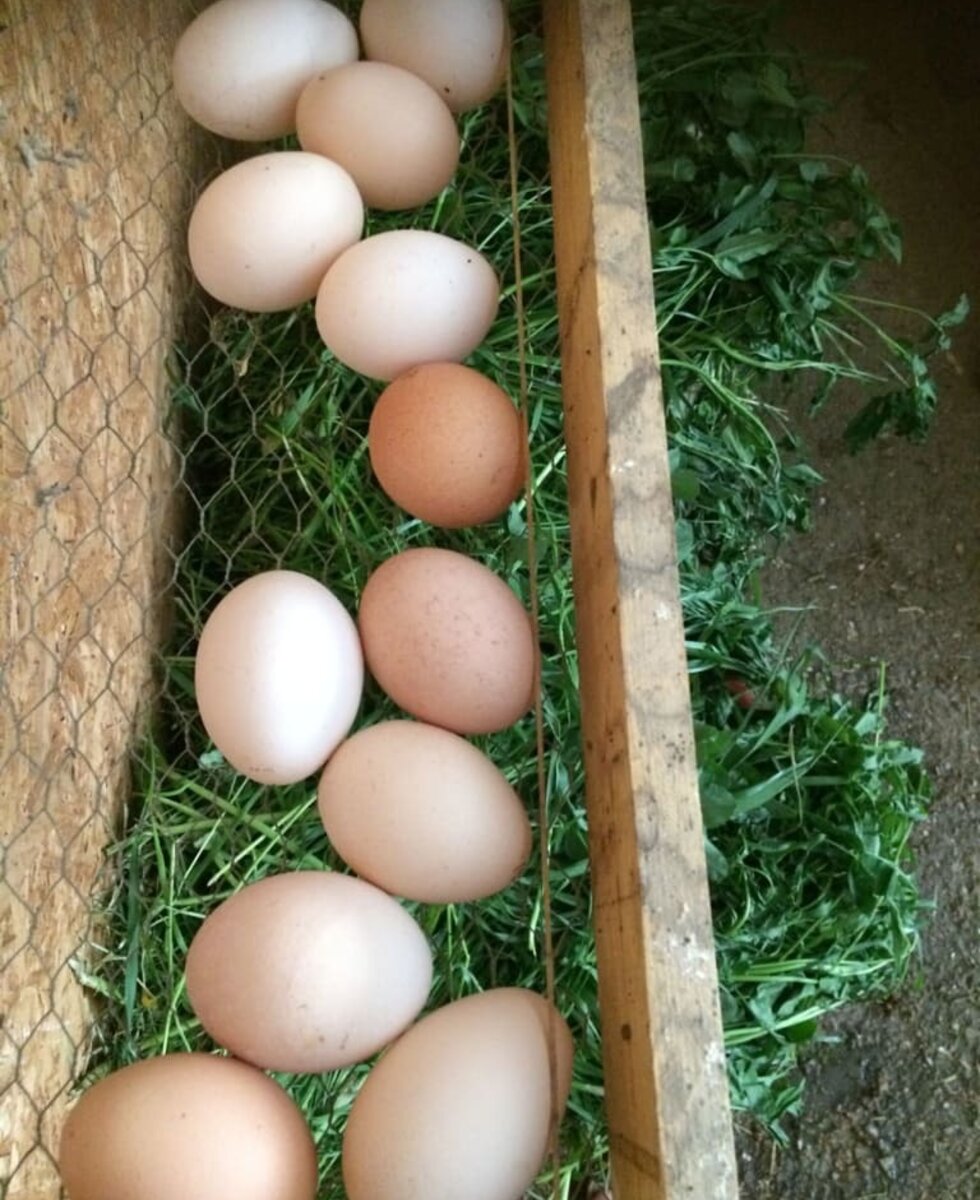 Eggs from our beloved hen