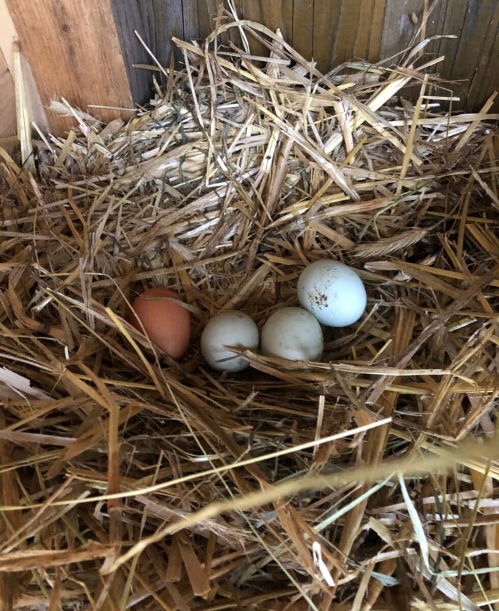 Fresh eggs