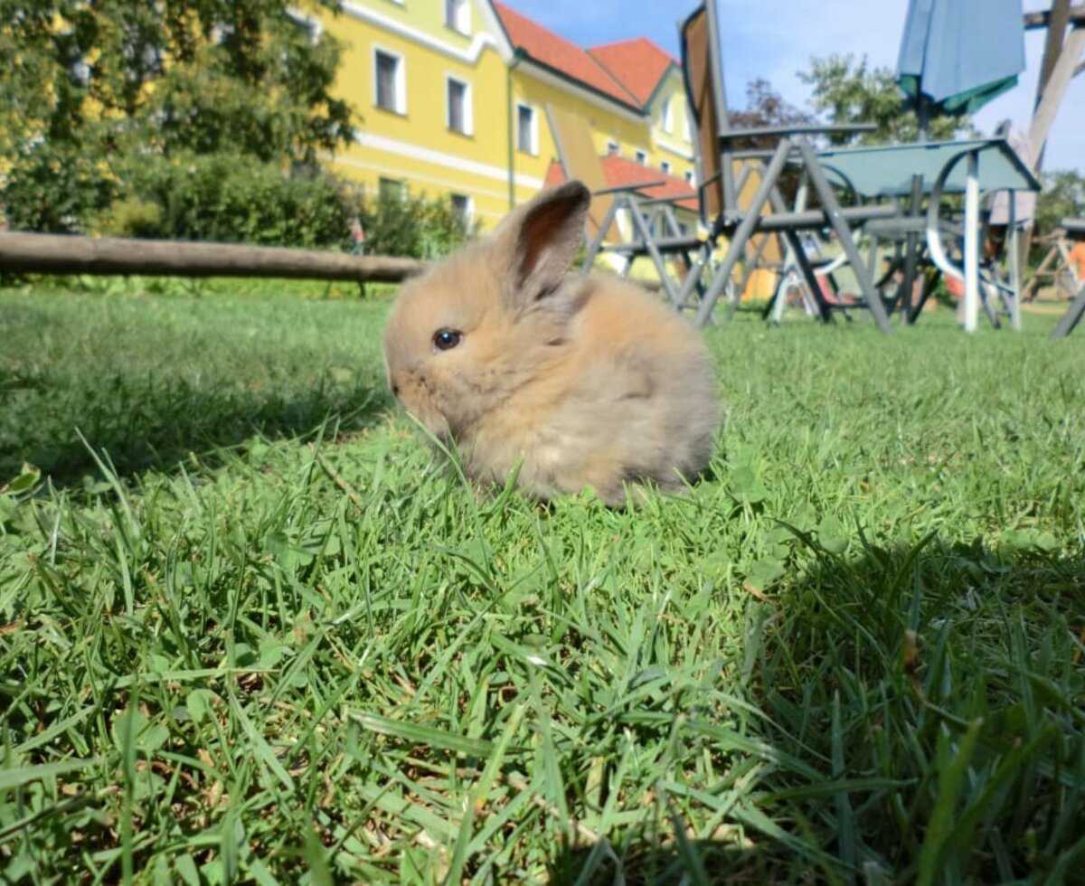 Kerndlerhof rabbit