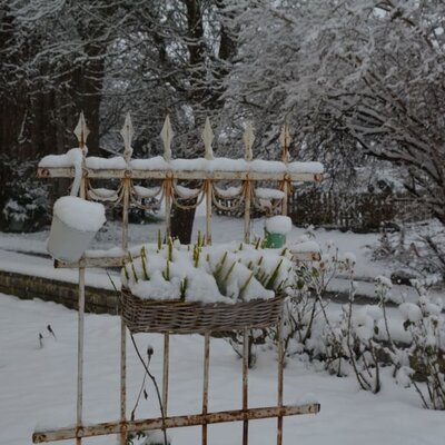 Garden in the winter