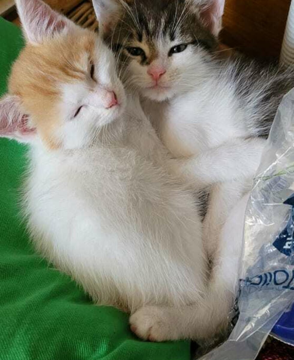 our two little kitten