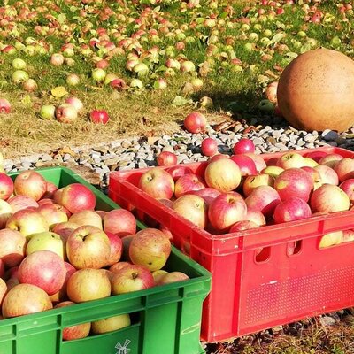 Fruit picking - fruit in abundance