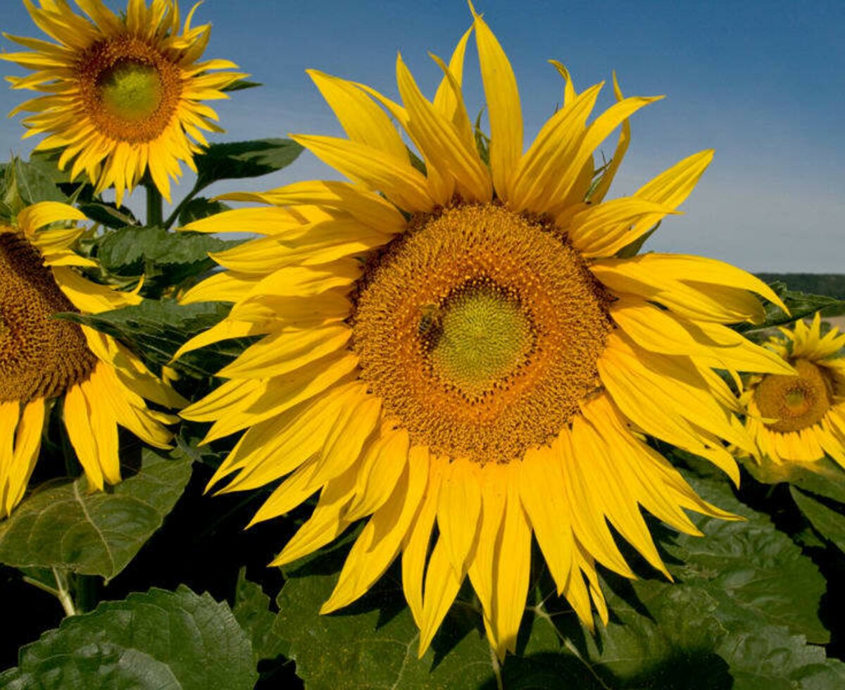 Sunflowers