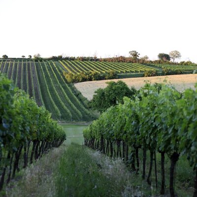 Vineyards in summer, evening atmosphere