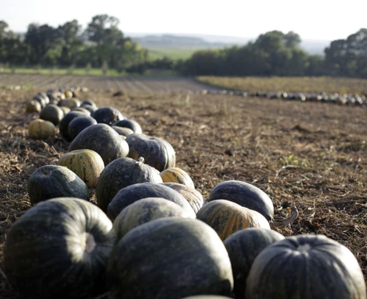 Pumpkin field