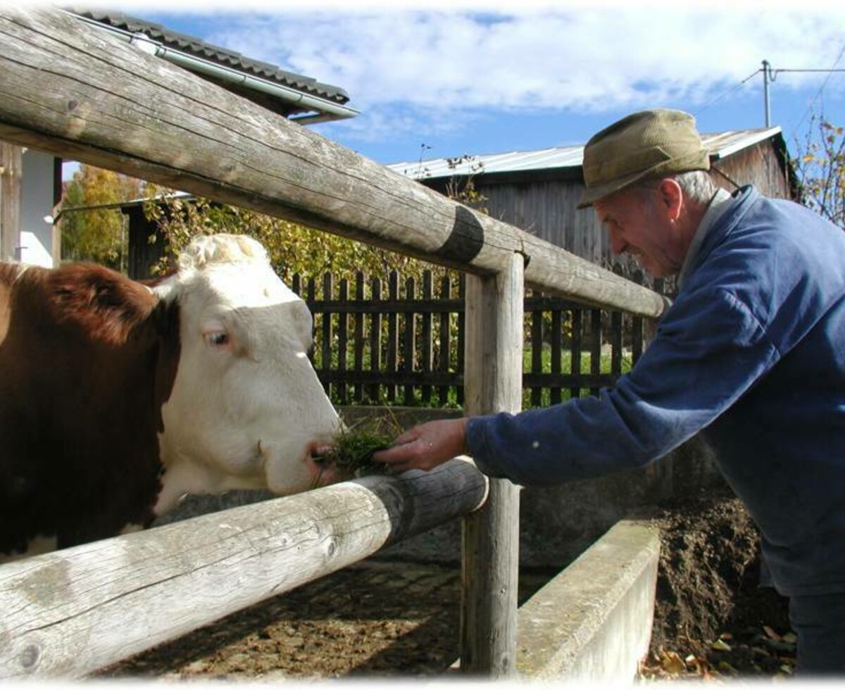 Grandpa with Gerda the cow