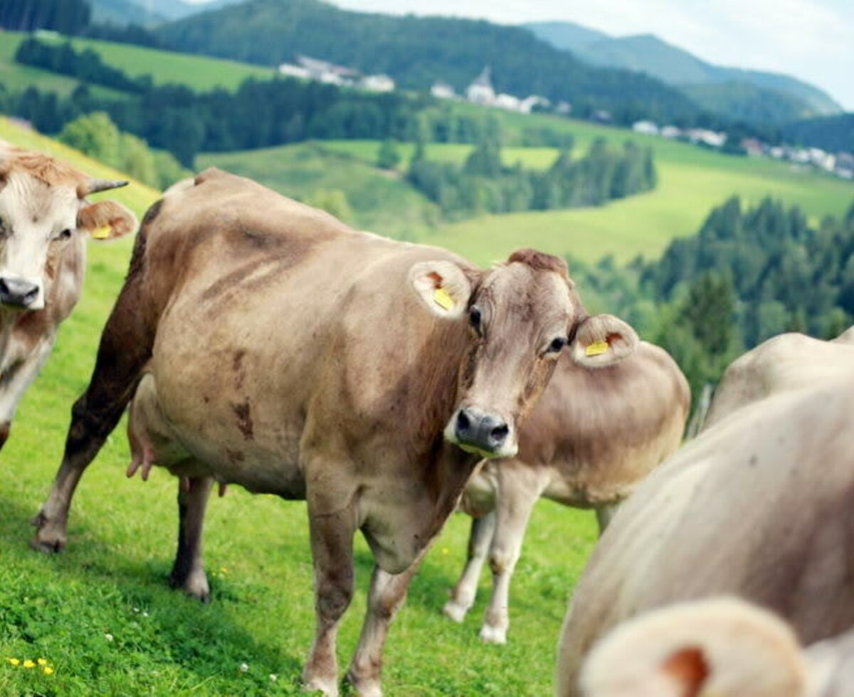 Our dairy cows